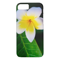 plumeria