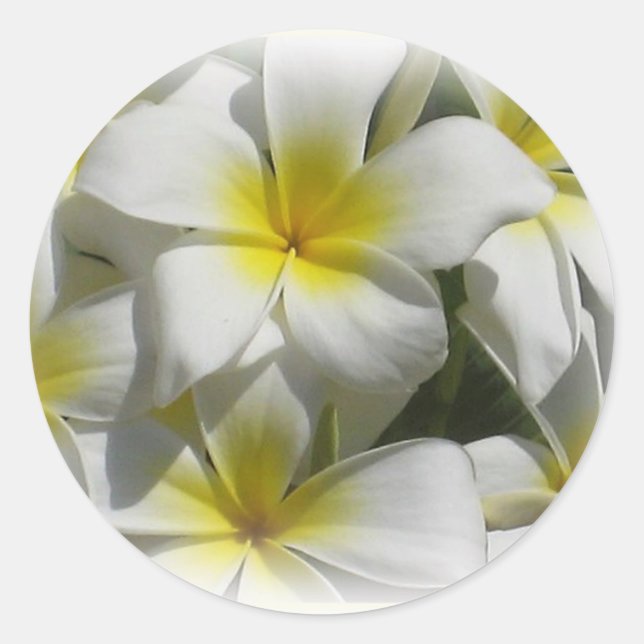 Plumeria Celedine Tropical Flowers Sticker (Front)