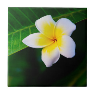 plumeria ceramic tile