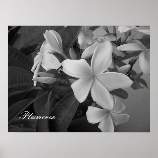 plumeria - Customized Poster (Front)