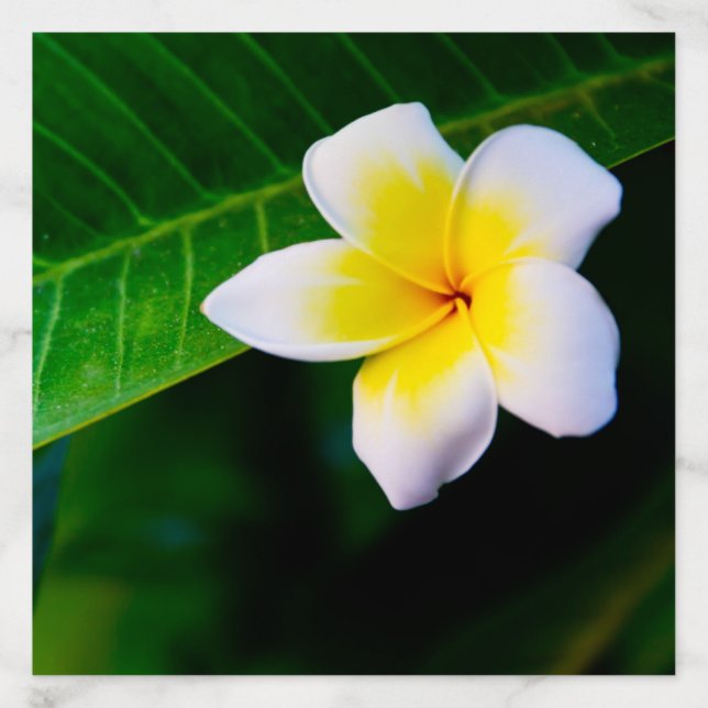 plumeria envelope liner (Design)
