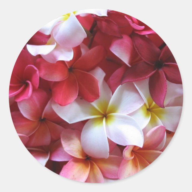Plumeria Flower Cluster Bouquet Classic Round Sticker (Front)