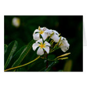 Plumeria Flower, Maui (Front Horizontal)