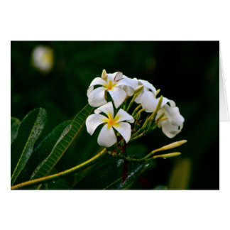 Plumeria Flower, Maui Cards