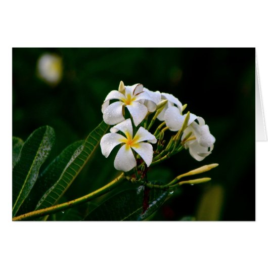 Plumeria Flower, Maui Cards (Front Horizontal)