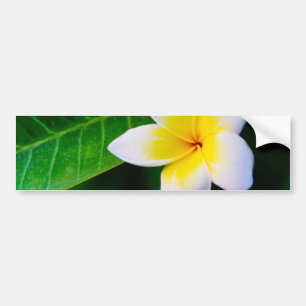 Plumeria Flower Photography Bumper Sticker