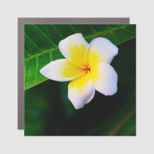 Plumeria Flower Photography Car Magnet