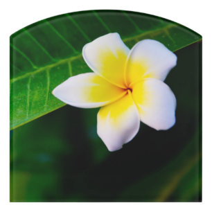Plumeria Flower Photography Door Sign