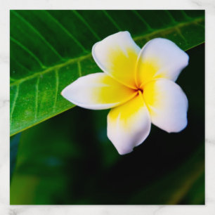 Plumeria Flower Photography Envelope Liner
