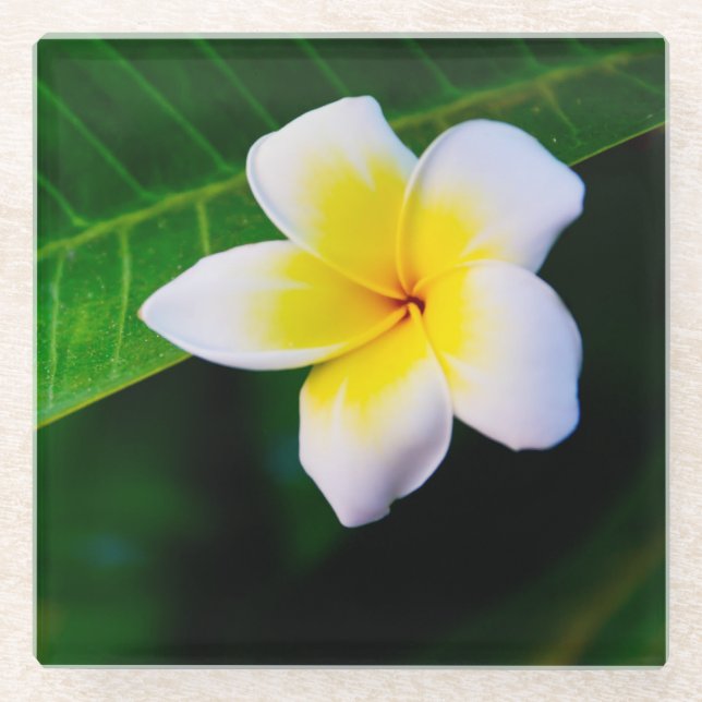 Plumeria Flower Photography Glass Coaster (Front)