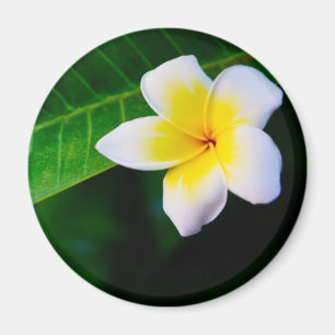 Plumeria Flower Photography Magnet