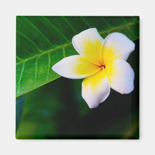 Plumeria Flower Photography Magnet