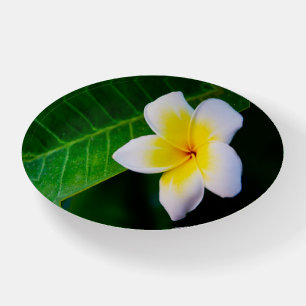 Plumeria Flower Photography Paperweight