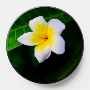 Plumeria Flower Photography PopSocket