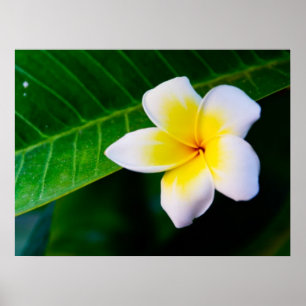 Plumeria Flower Photography Poster