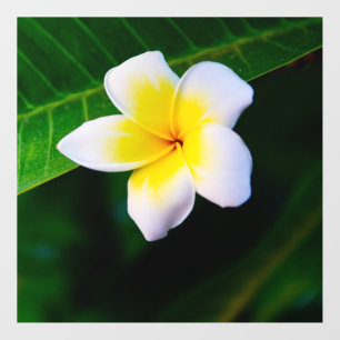 Plumeria Flower Photography Wall Decal