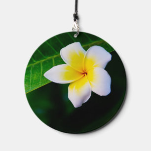 Plumeria Flower Photography Wind Chime