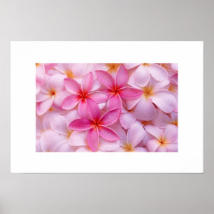 Plumeria Flower Poster