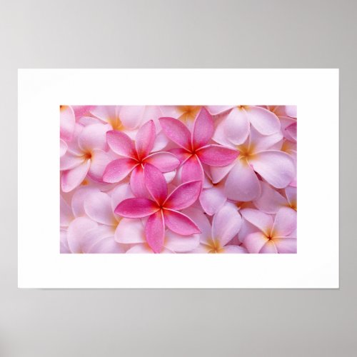 Plumeria Flower Poster