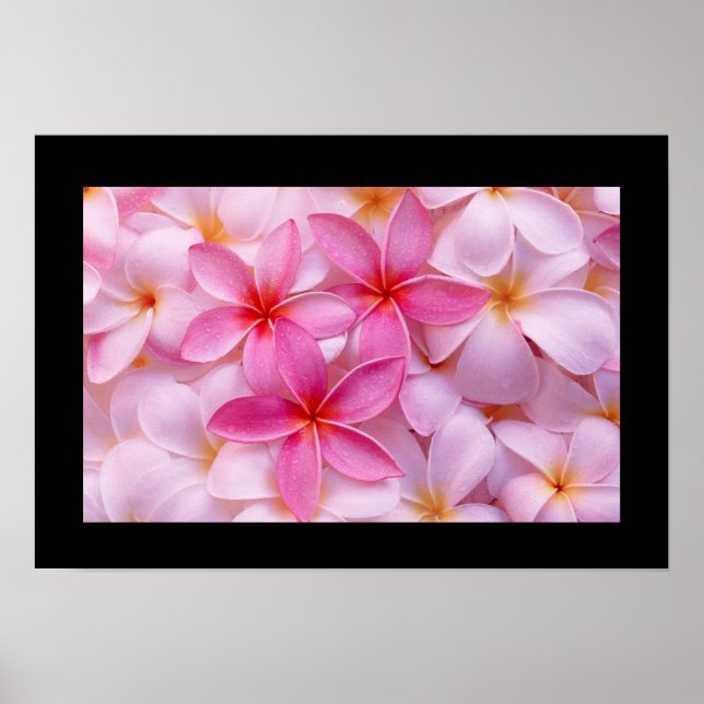 Plumeria Flower Poster (Front)