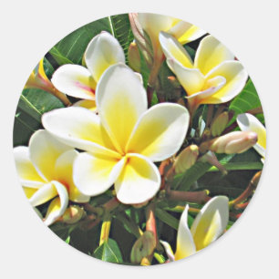 Plumeria Flower Sticker