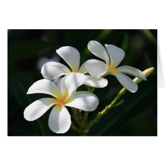 Plumeria Flowers Cards (Front Horizontal)