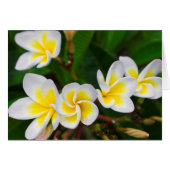 Plumeria flowers close-up, Hawaii (Front Horizontal)