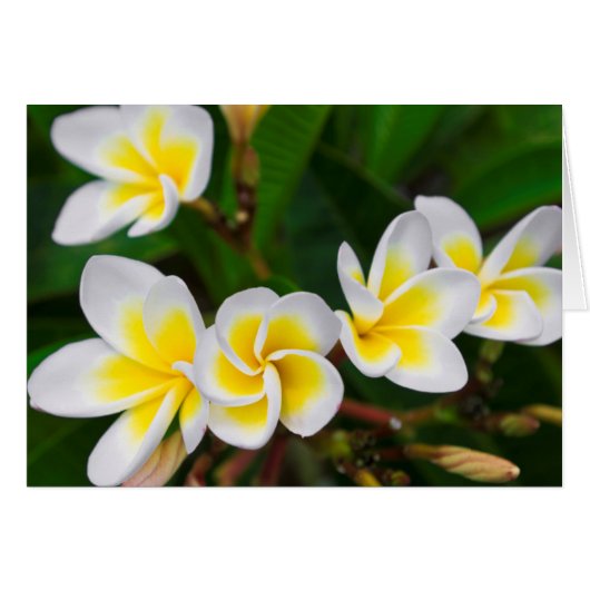 Plumeria flowers close-up, Hawaii (Front Horizontal)