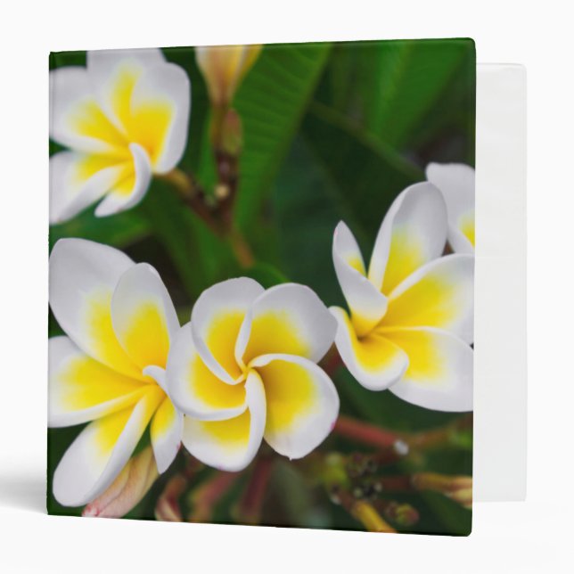 Plumeria flowers close-up, Hawaii Binder (Front/Inside)