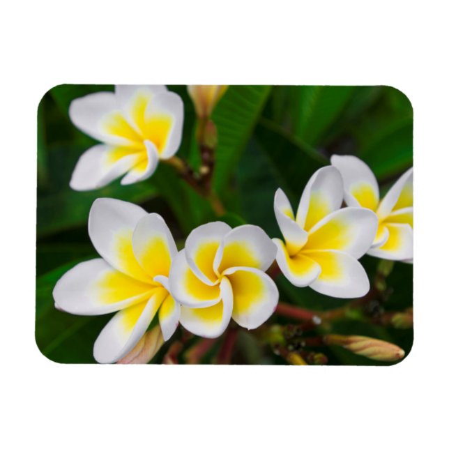 Plumeria flowers close-up, Hawaii Magnet (Horizontal)