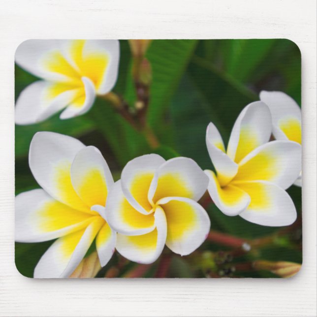 Plumeria flowers close-up, Hawaii Mouse Pad (Front)