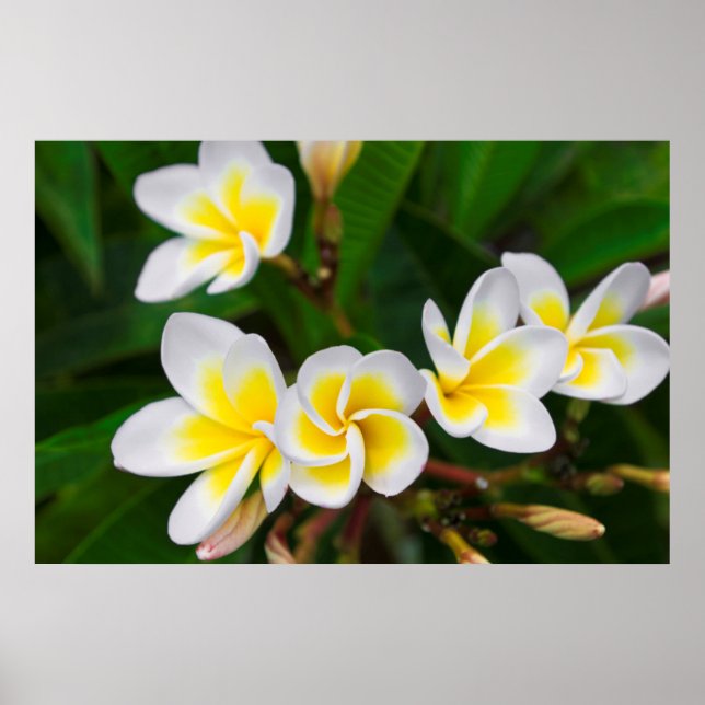 Plumeria flowers close-up, Hawaii Poster (Front)