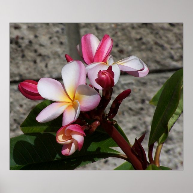 Plumeria Flowers Print (Front)