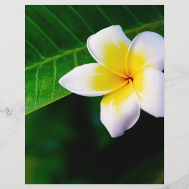 plumeria flyer (Front)