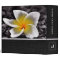 Plumeria Frangipani Flower Family Photo Books #2