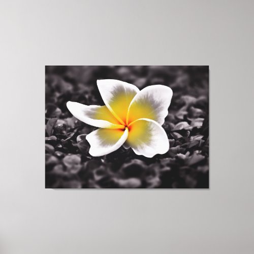 Plumeria Frangipani Hawaii Flower Canvas Print