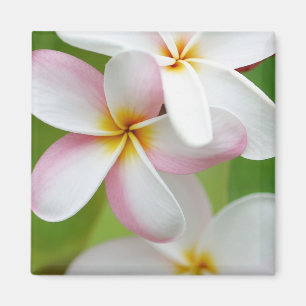Plumeria Frangipani Hawaii Flower Customized Blank Magnet