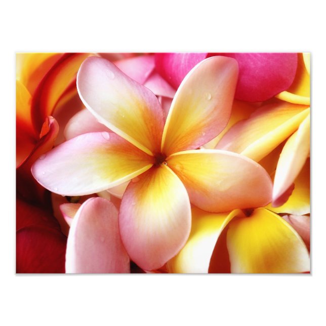 Plumeria Frangipani Hawaii Flower Customized Blank Photo Print (Front)