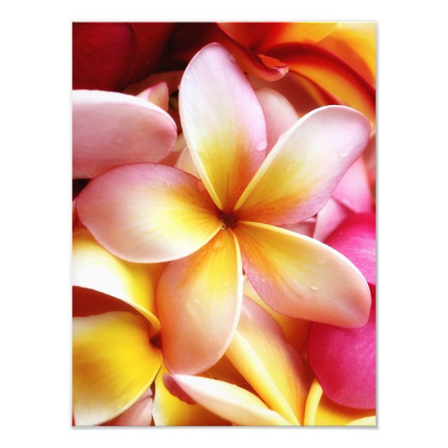 Plumeria Frangipani Hawaii Flower Customized Blank Photo Print (Front)