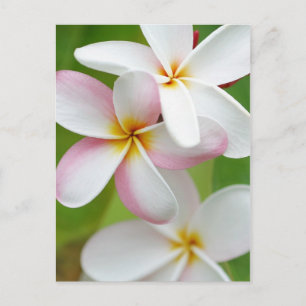 Plumeria Frangipani Hawaii Flower Customized Blank Postcard