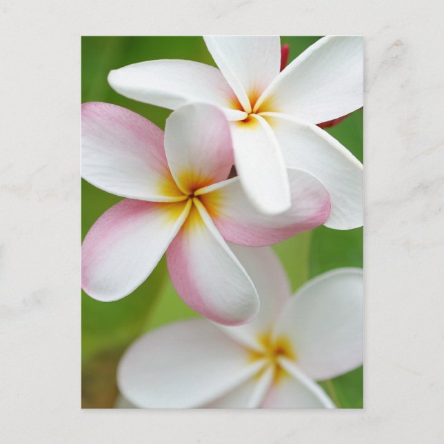 Plumeria Frangipani Hawaii Flower Customized Blank Postcard (Front)