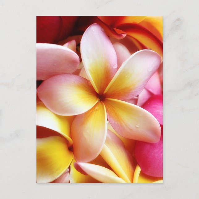 Plumeria Frangipani Hawaii Flower Customized Blank Postcard (Front)
