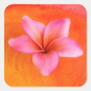 Plumeria Frangipani Hawaii Flower Customized Blank Square Sticker
