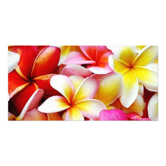 Plumeria Frangipani Hawaii Flower Customized Card (Front)