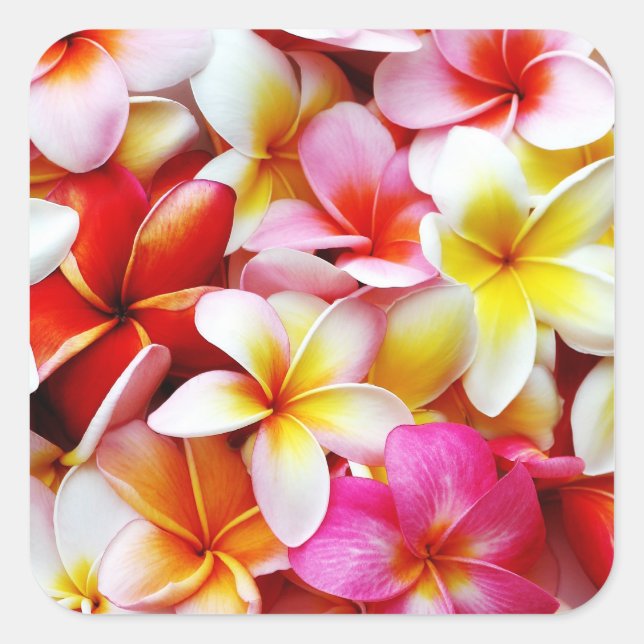 Plumeria Frangipani Hawaii Flower Customized Square Sticker (Front)