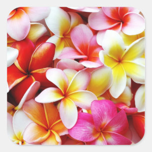 Plumeria Frangipani Hawaii Flower Customized Square Sticker
