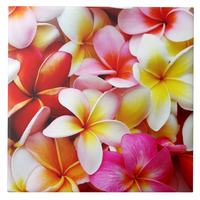 Plumeria Frangipani Hawaii Flower Customized Tile (Front)