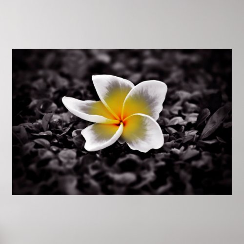 Plumeria Frangipani Hawaii Flower Poster
