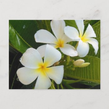 Plumeria Frangipani Hawaii Postcard by Rebecca_Reeder at Zazzle