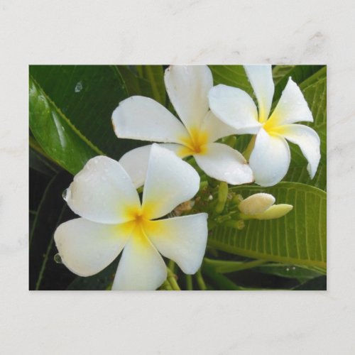 Plumeria Frangipani Hawaii Postcard